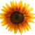 sunflower for Heidi